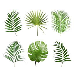 Set of tropical leaves on white background