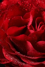 Closeup view of beautiful blooming rose with dew drops as background