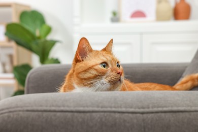 Photo of Cute ginger cat lying on armchair at home