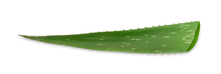 Photo of Green aloe vera leaf isolated on white