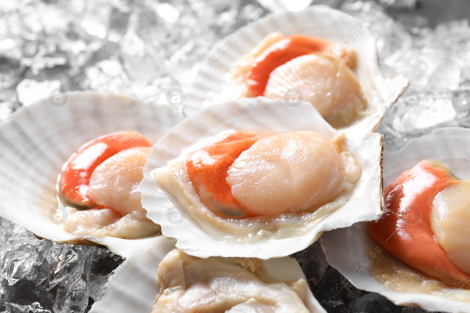 Photo of Fresh raw scallops with shells on ice cubes, closeup