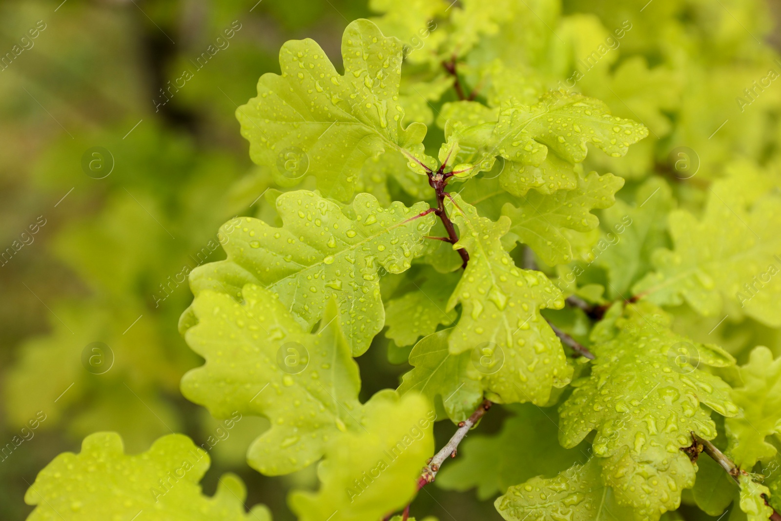 Photo of Beautiful plant with green leaves and water drops outdoors, closeup