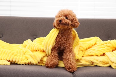 Photo of Cute Maltipoo dog with plaid resting on sofa indoors. Lovely pet