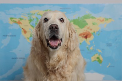 Photo of Cute golden retriever sitting near world map. Travelling with pet