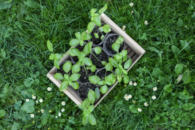 Photo of Wooden crate with seedlings on green grass, top view