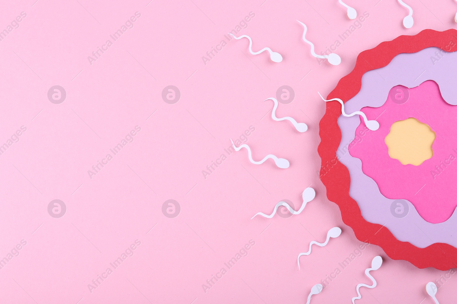 Photo of Fertilization concept. Sperm cells swimming towards egg cell on pink background, top view with space for text