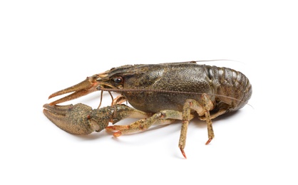 Photo of Fresh raw crayfish isolated on white. Healthy seafood