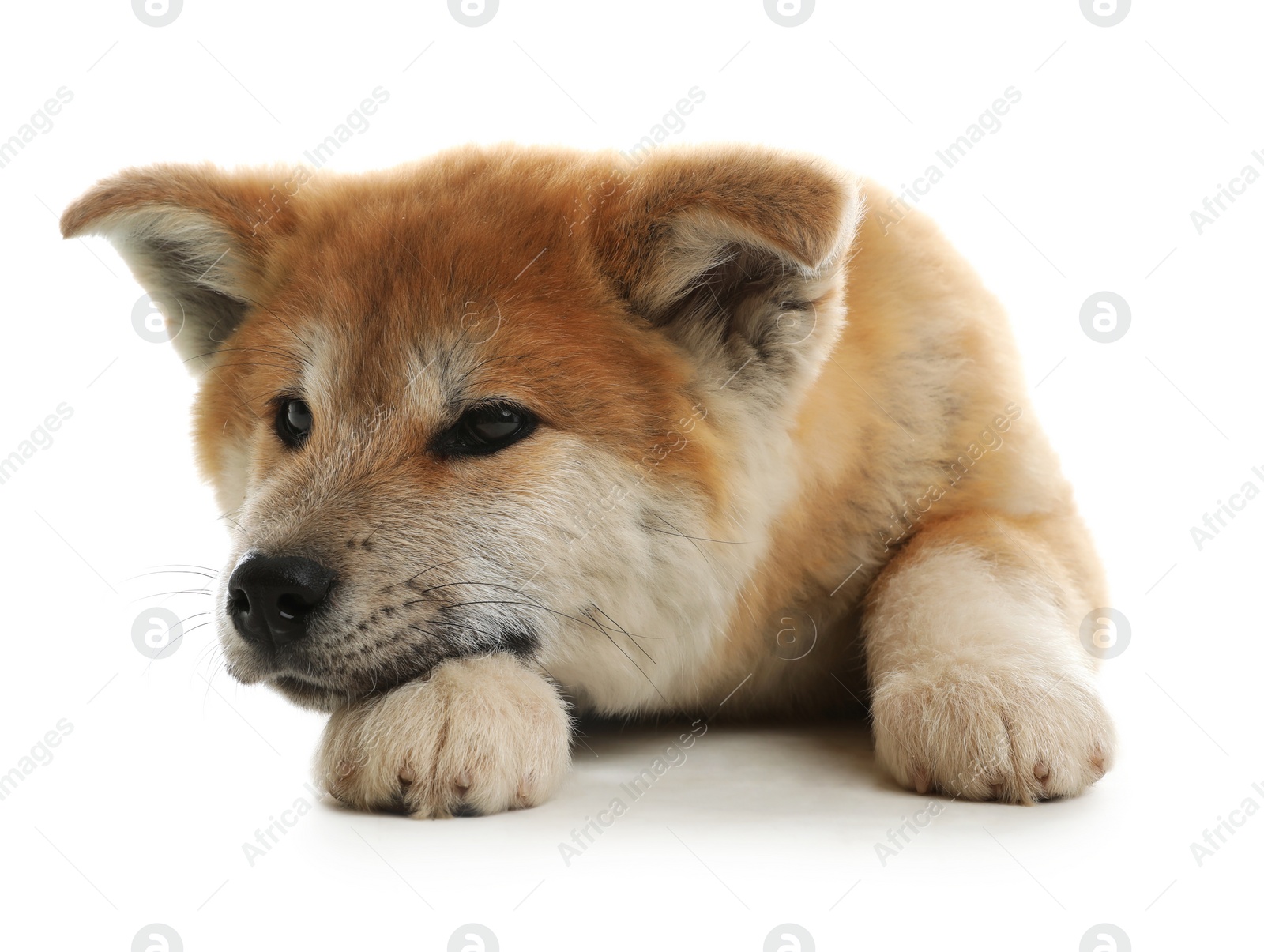 Photo of Cute akita inu puppy isolated on white