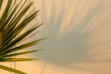 Tropical palm leaves casting shadow on beige wall