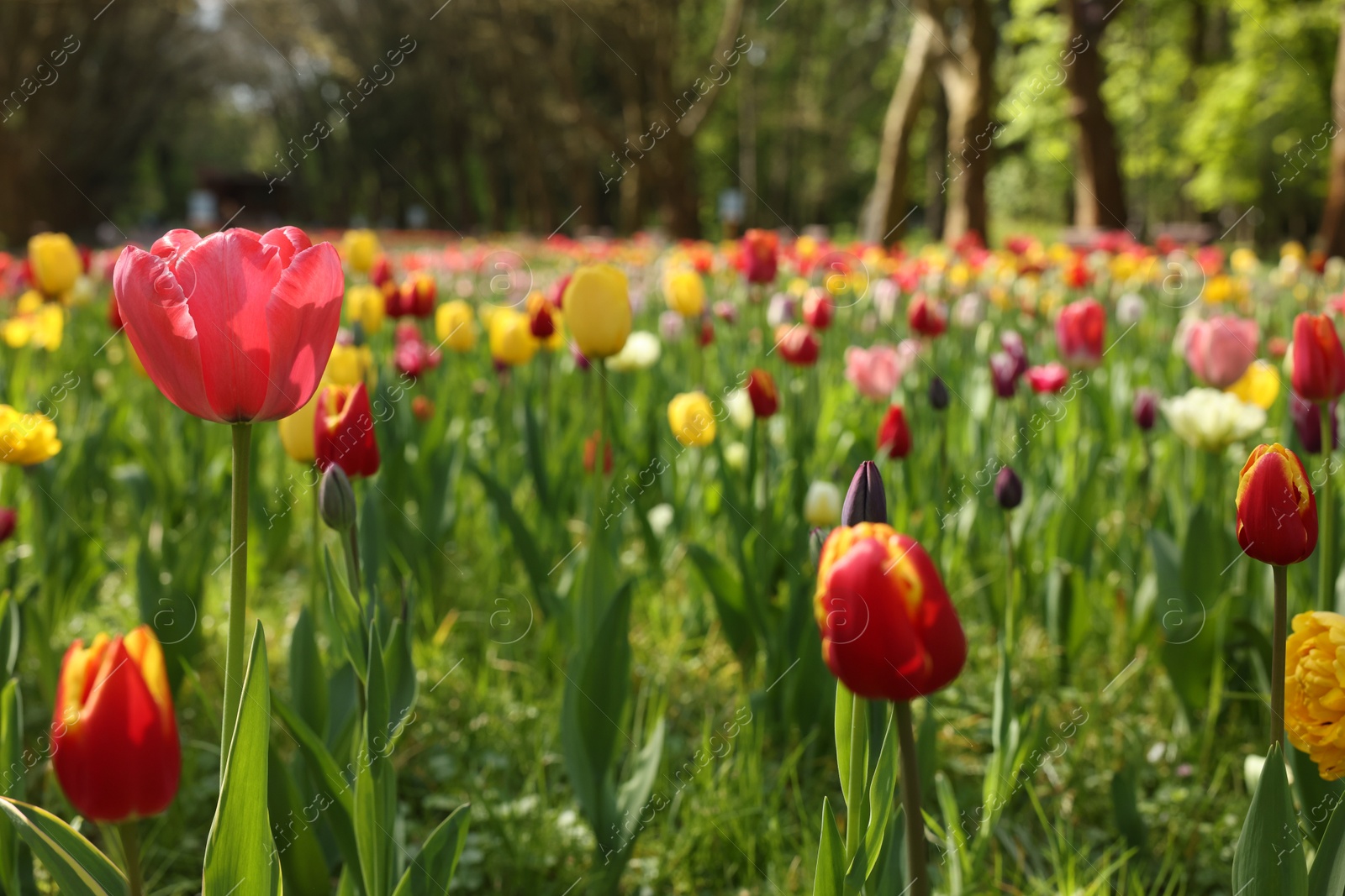 Photo of Beautiful bright tulips growing outdoors on sunny day, closeup