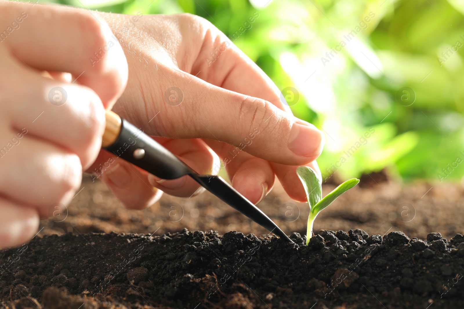 Photo of Woman taking care of young vegetable seedling outdoors, closeup