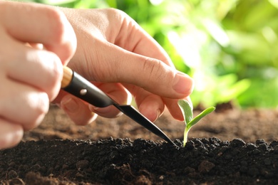 Woman taking care of young vegetable seedling outdoors, closeup