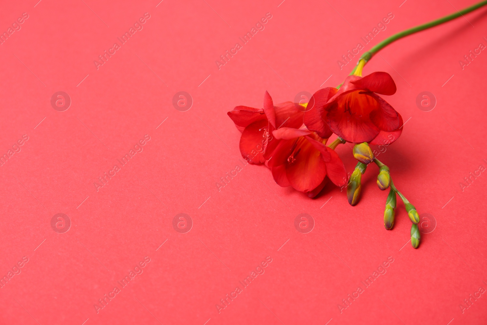 Photo of Beautiful freesia on color background