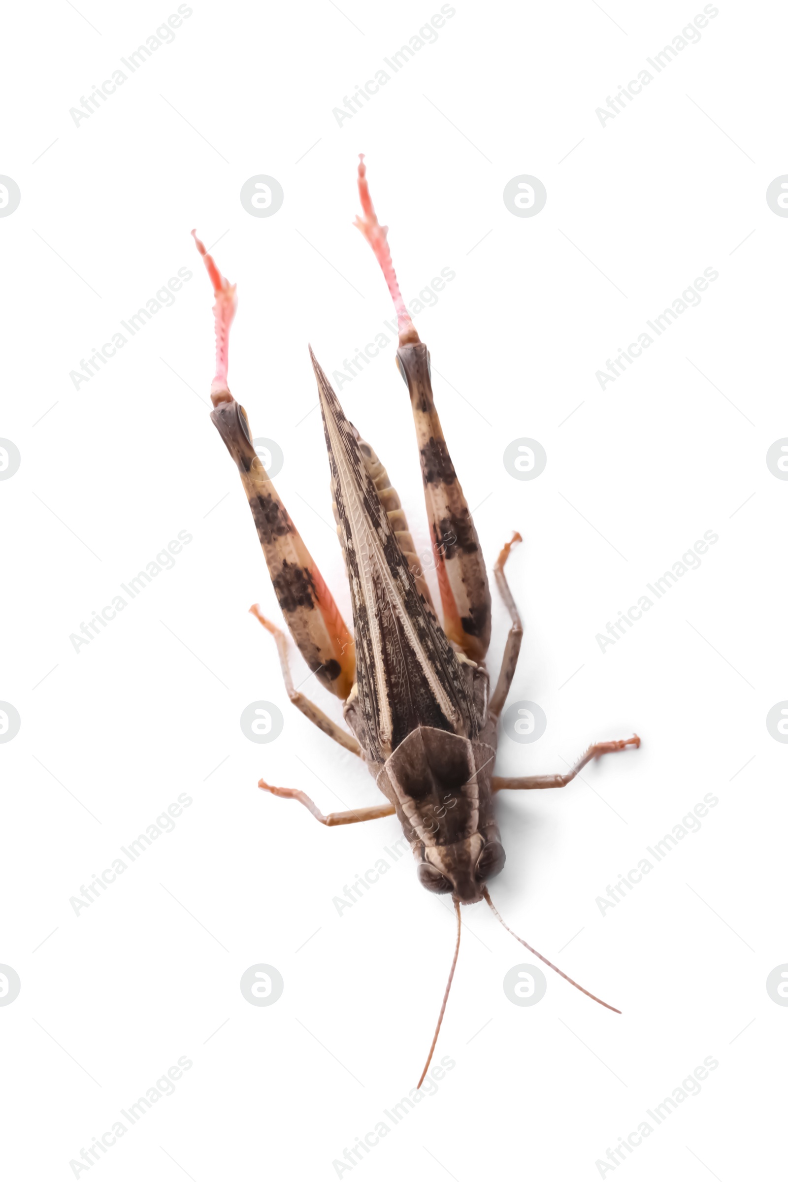 Photo of Common grasshopper isolated on white, top view. Wild insect