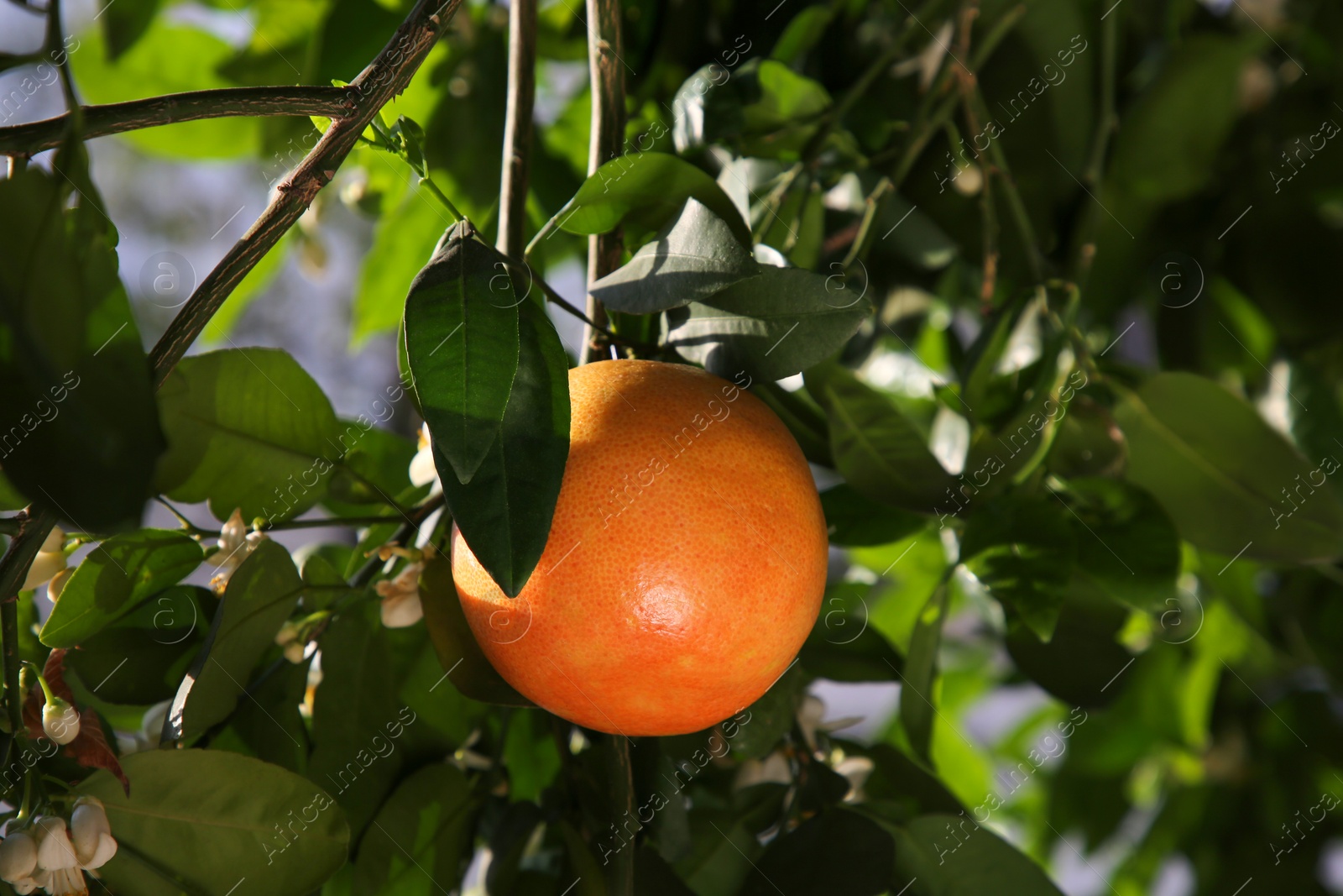 Photo of Fresh ripe grapefruit growing on tree outdoors