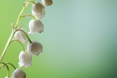 Beautiful lily of the valley flower on blurred green background, closeup. Space for text