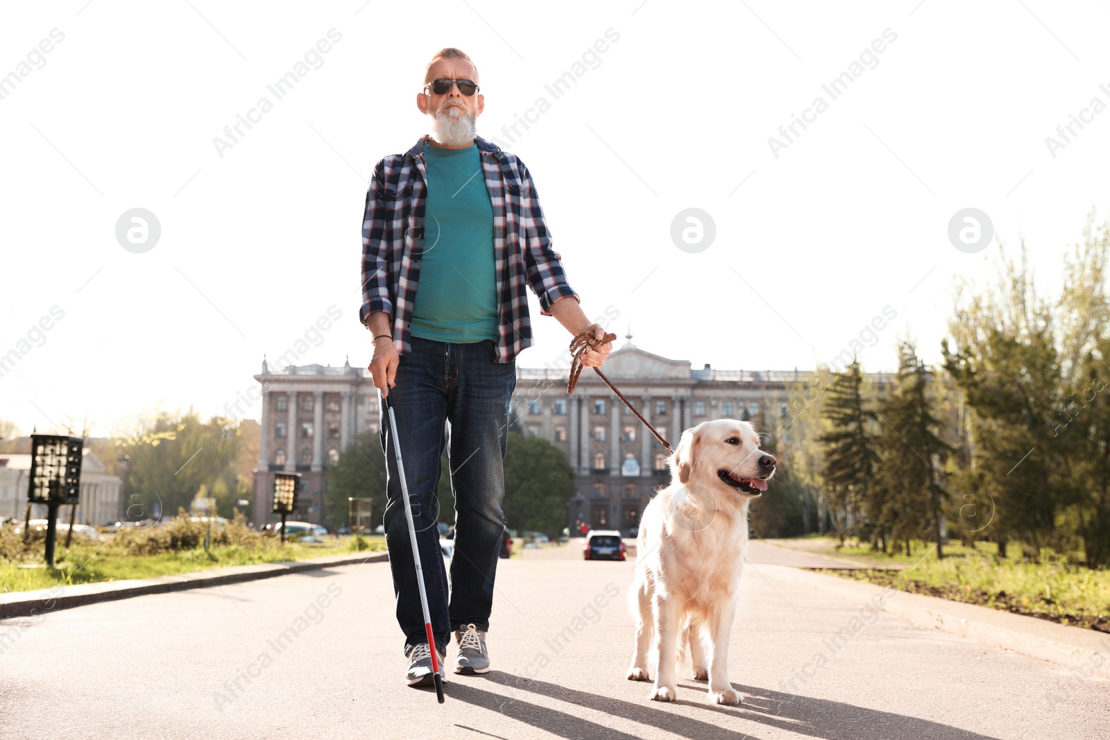 Photo of Guide dog helping blind person with long cane walking outdoors