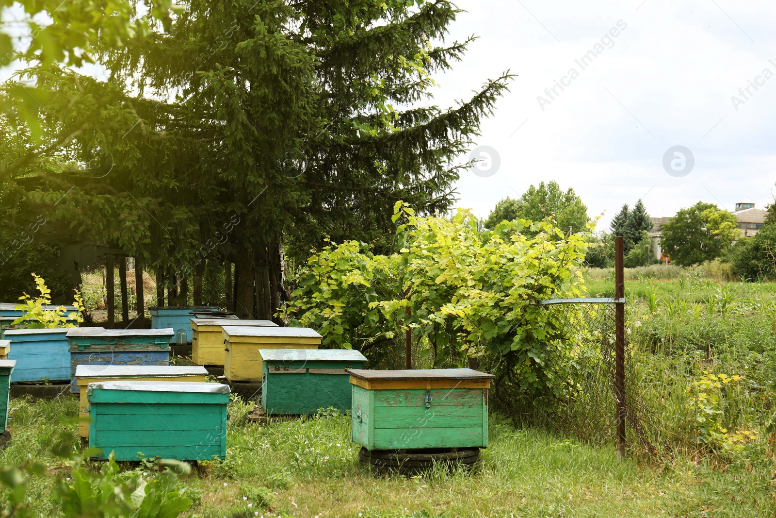 Photo of Many colorful bee hives at apiary outdoors