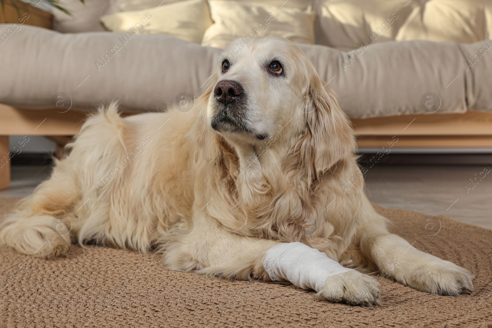 Photo of Cute golden retriever with bandage on paw at home