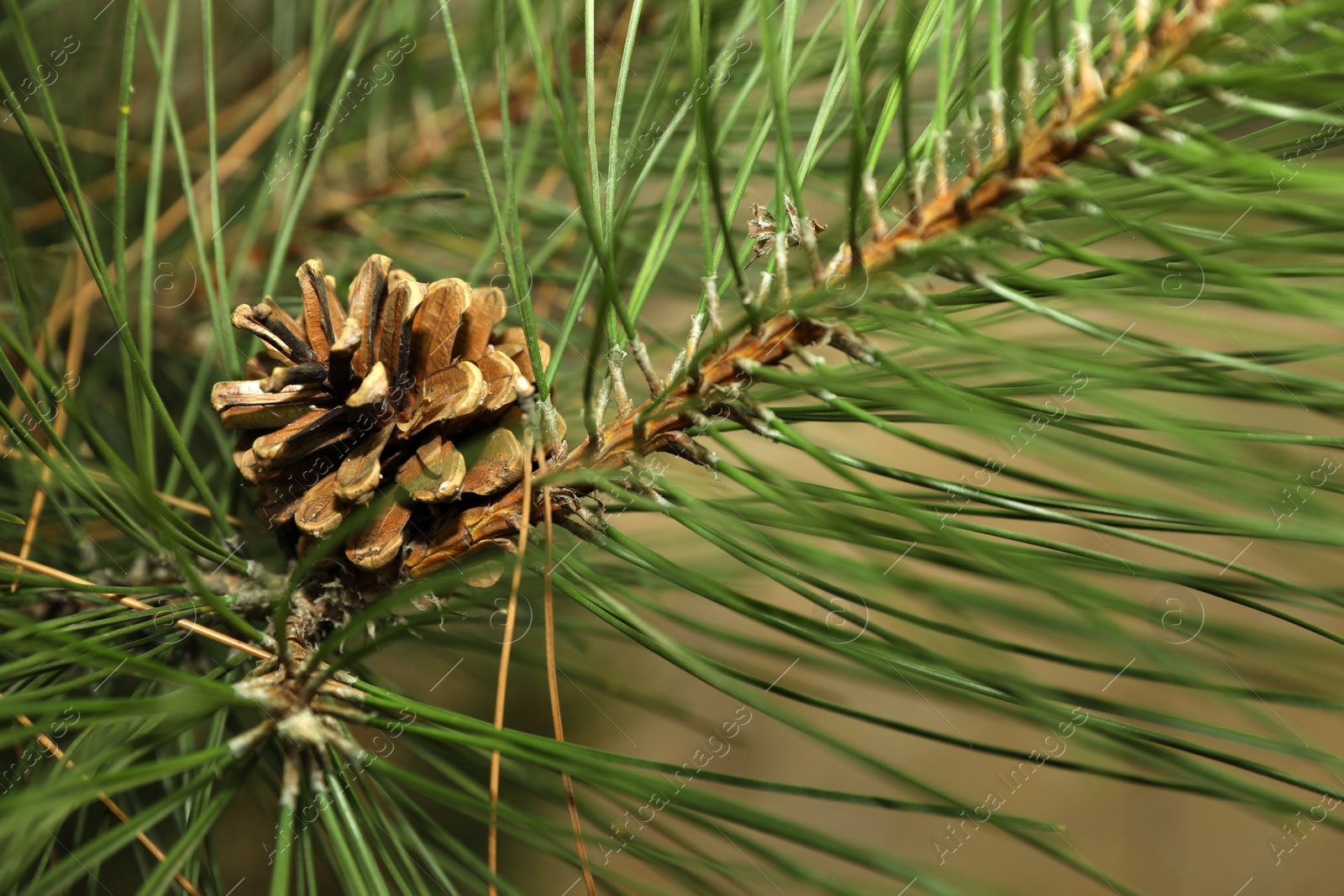 Photo of Pine branch with cone outdoors, closeup view