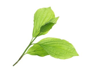 Photo of Branch with green leaves on white background