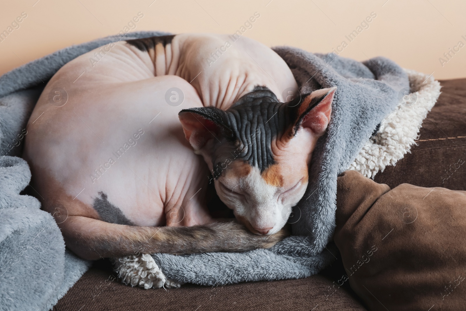 Photo of Cute cat relaxing on sofa at home. Lovely pet