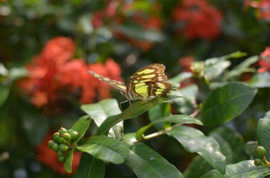 Beautiful malachite butterfly on plant outdoors, closeup