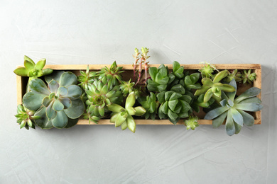 Many different echeverias in wooden tray on light grey background, top view. Succulent plants