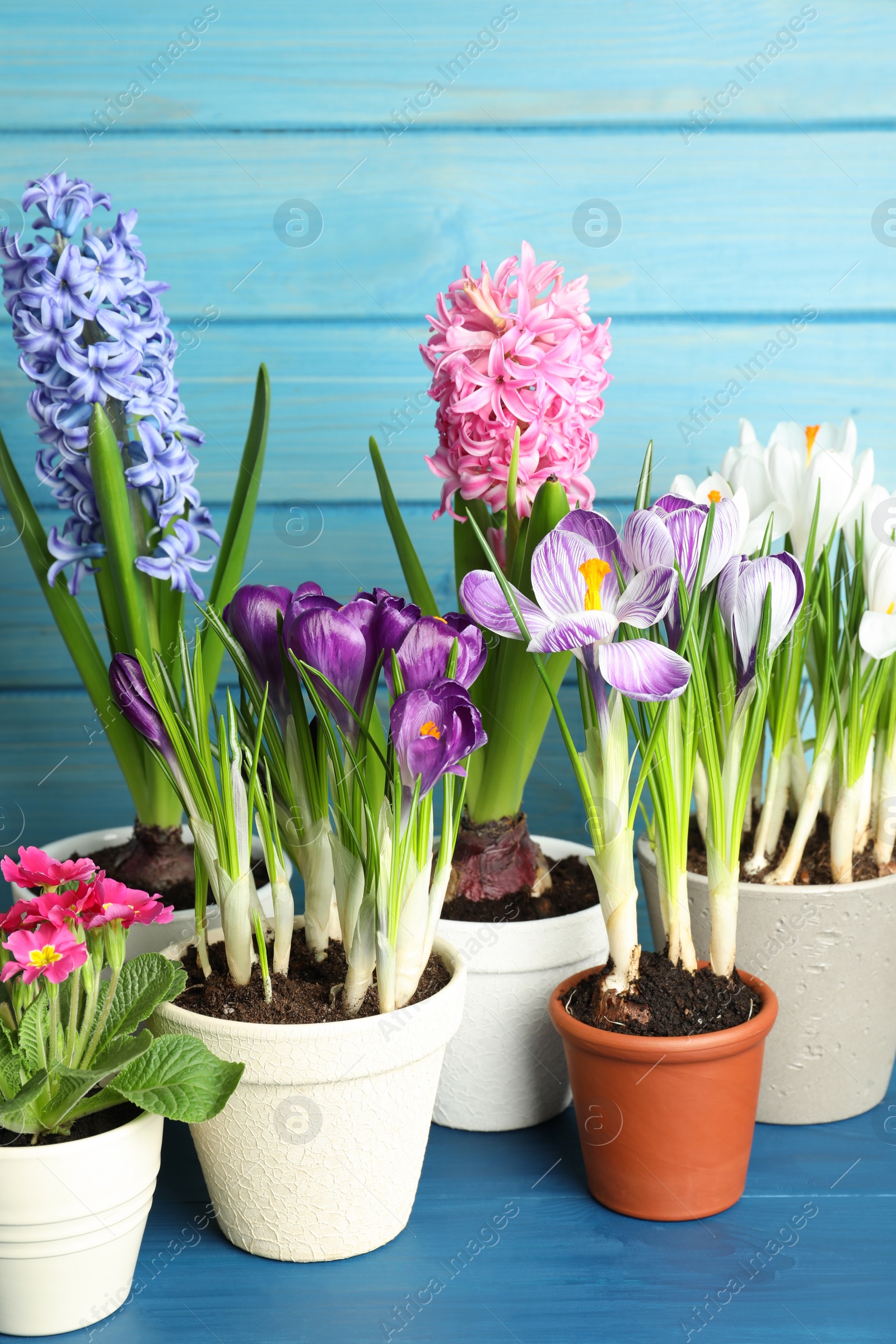 Photo of Different beautiful potted flowers on blue wooden table