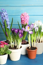 Different beautiful potted flowers on blue wooden table