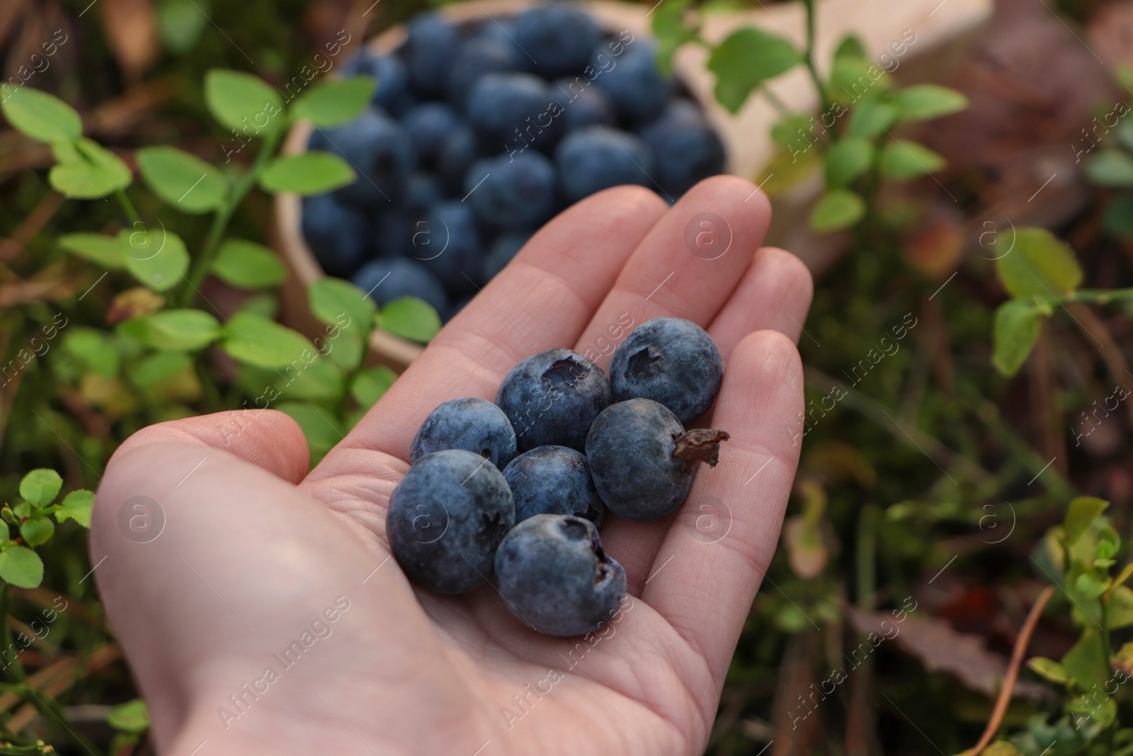 Photo of Woman holding heap of fresh ripe blueberries in forest, closeup