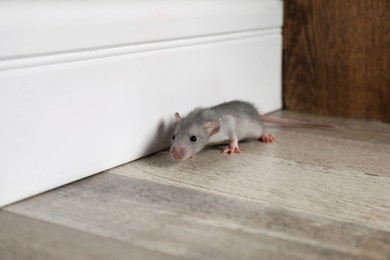 Photo of Grey rat near wooden wall on floor. Pest control
