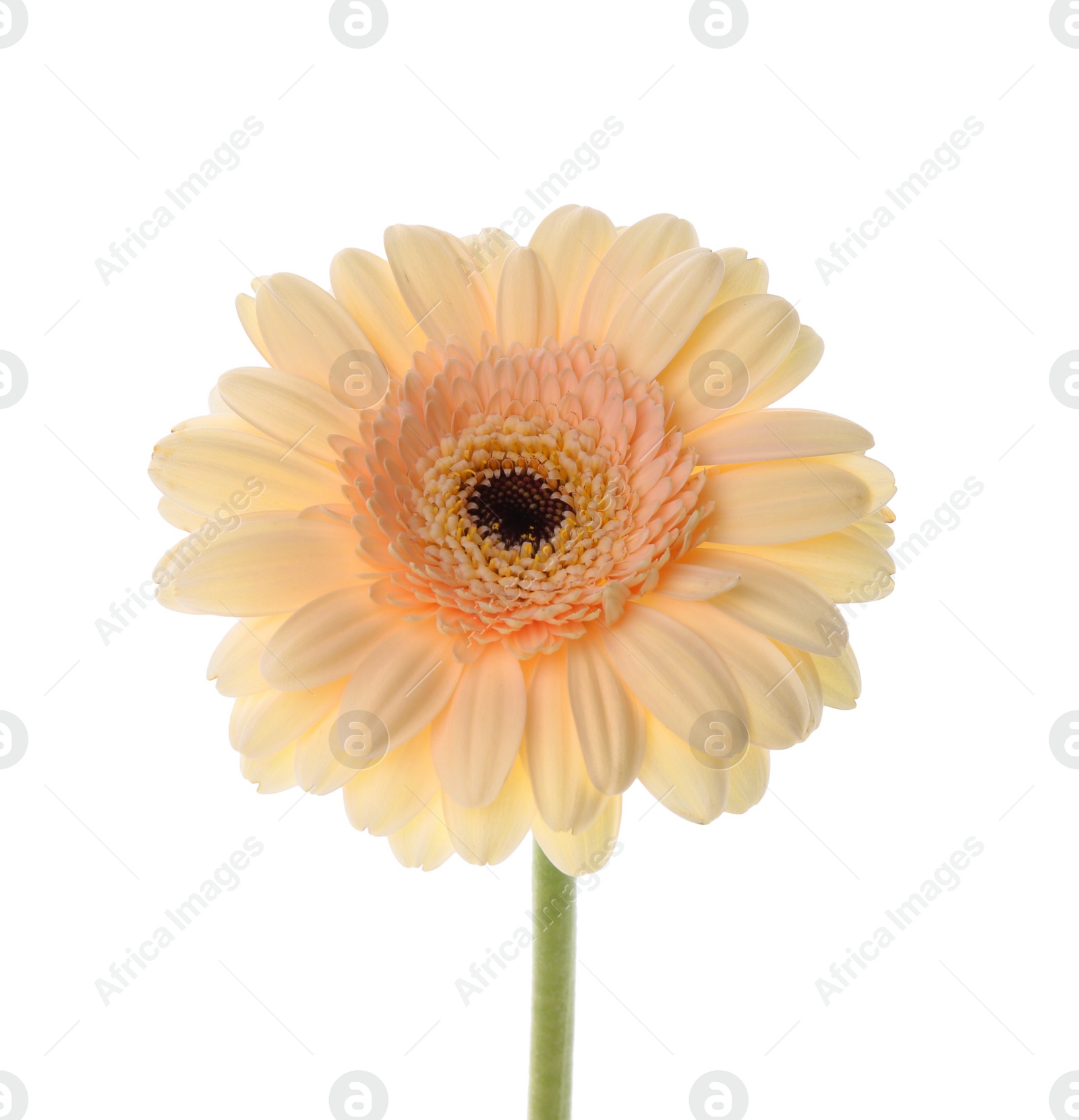 Photo of One beautiful tender gerbera flower isolated on white