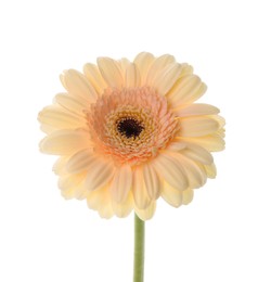 Photo of One beautiful tender gerbera flower isolated on white