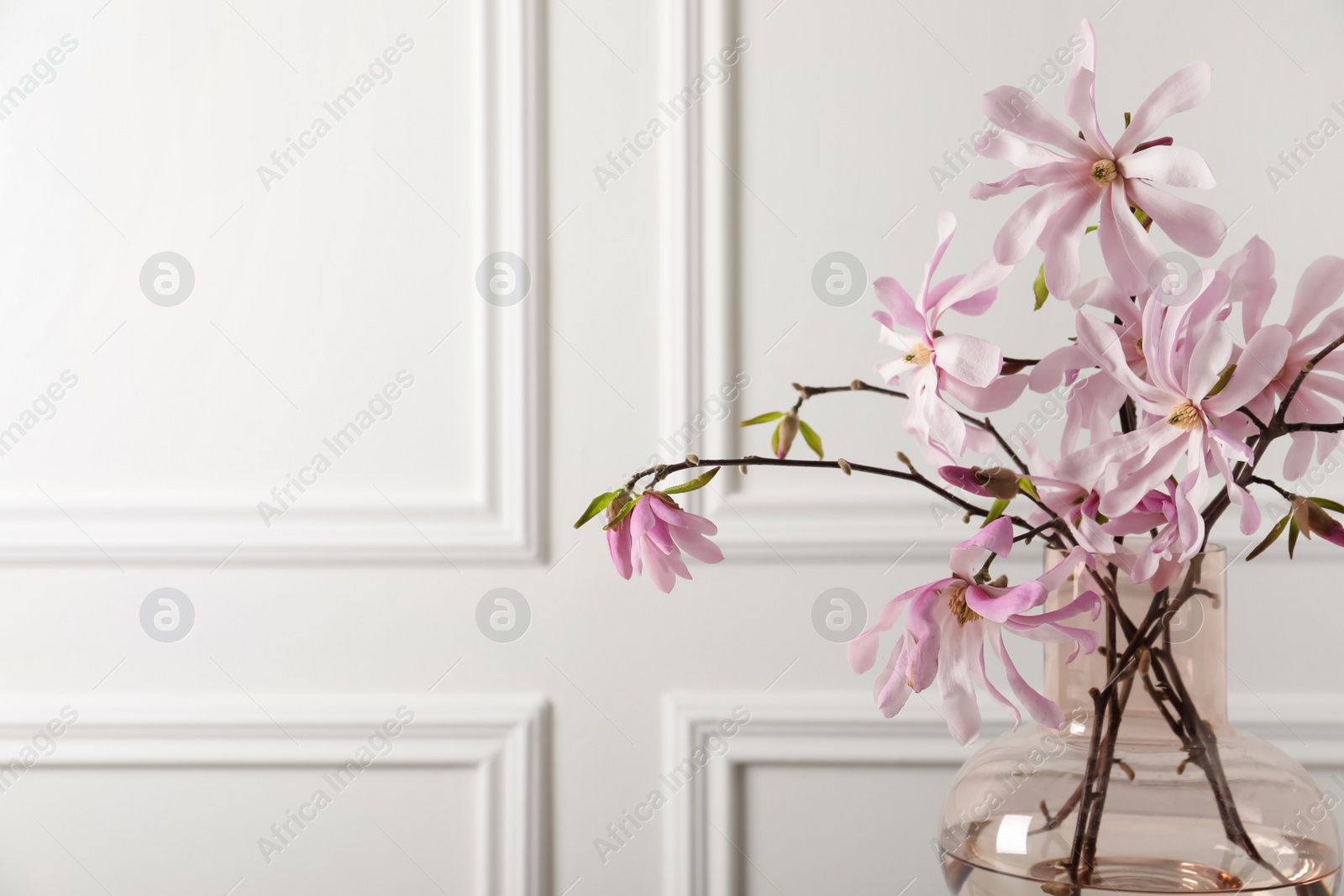 Photo of Magnolia tree branches with beautiful flowers in glass vase on white background, closeup. Space for text