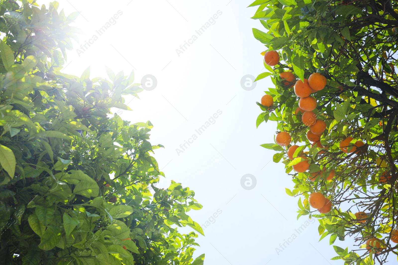 Photo of Bright green orange trees with fruits against blue sky on sunny day, view from below