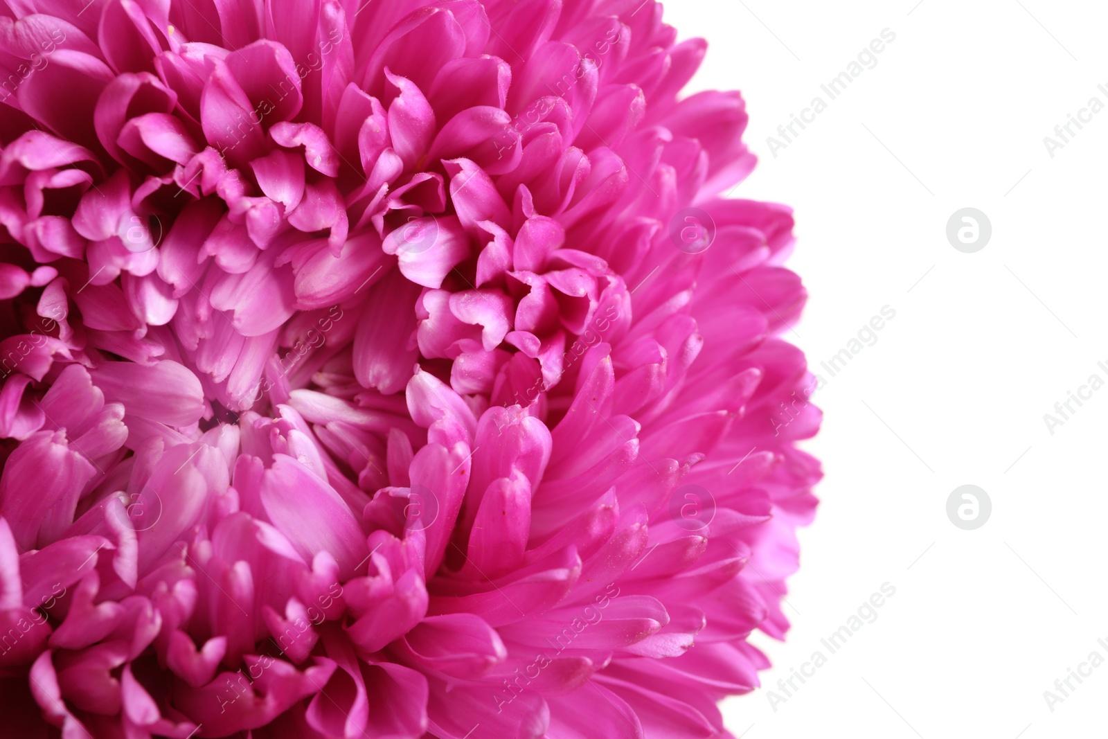 Photo of Beautiful aster flower on white background, closeup