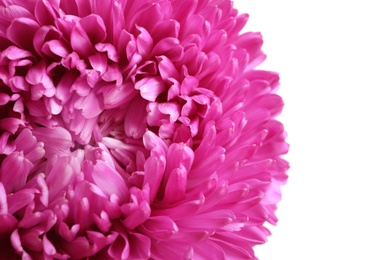 Photo of Beautiful aster flower on white background, closeup