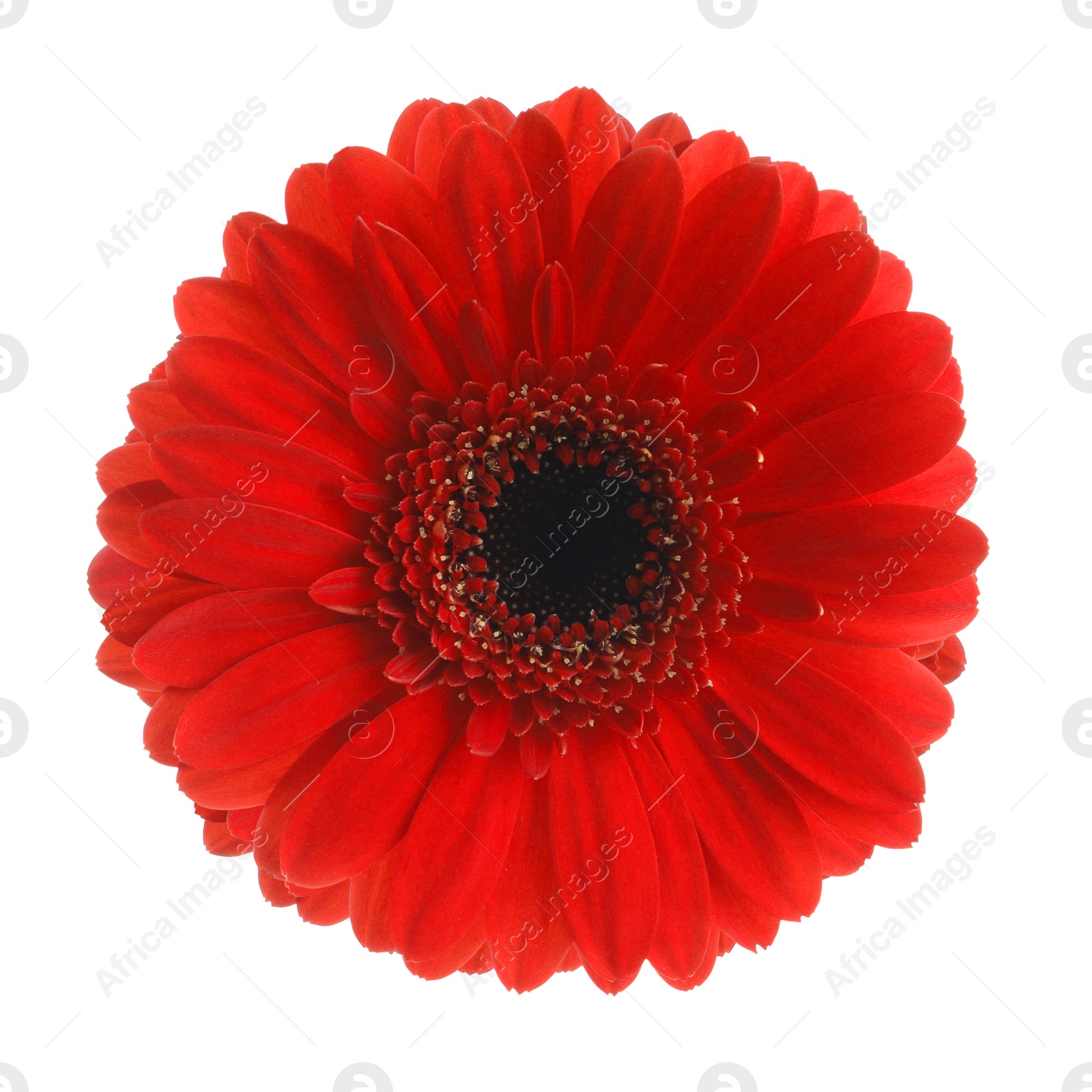 Image of Beautiful red gerbera flower on white background