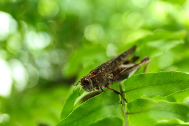 Photo of Brown grasshopper on tree branch in garden. Space for text