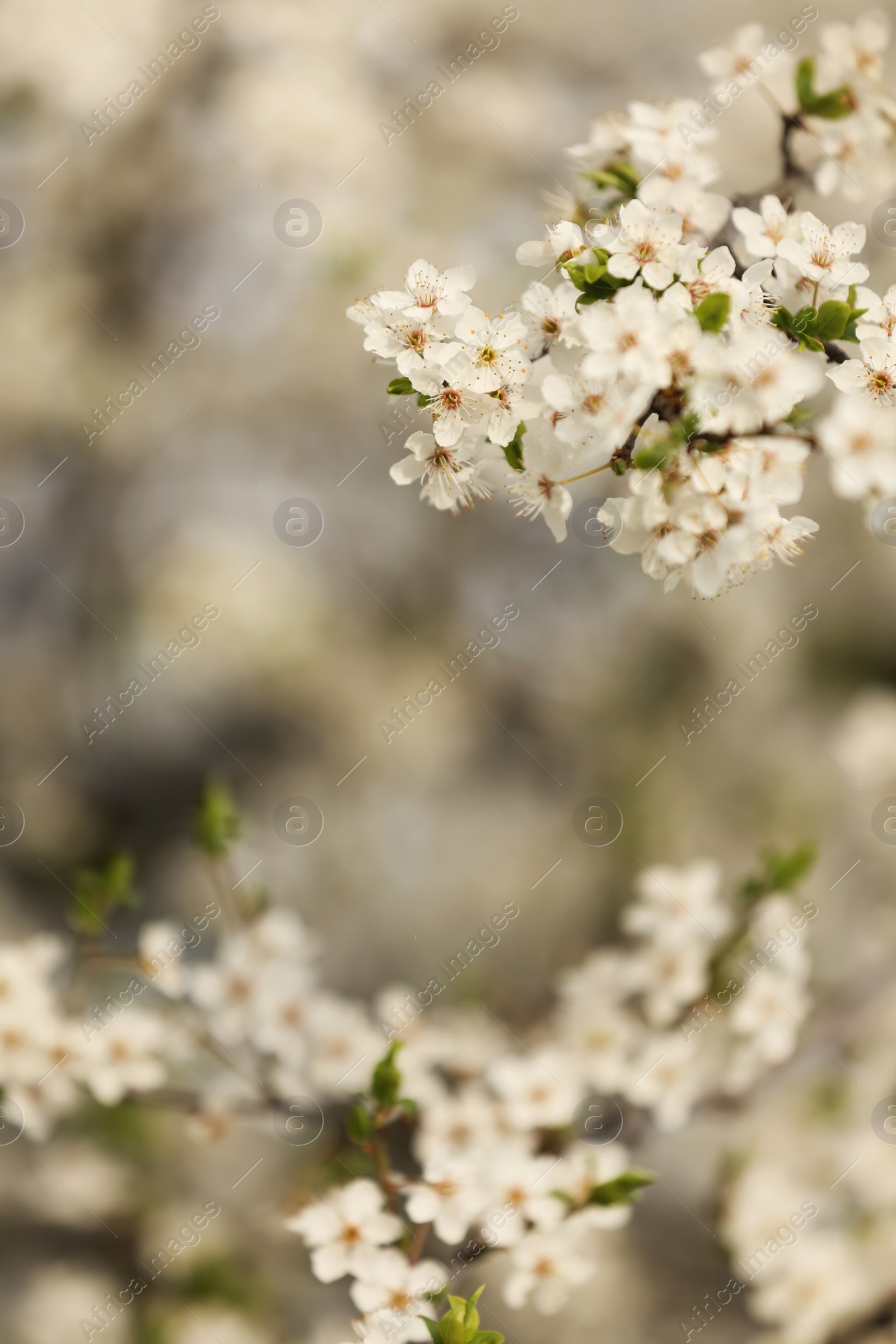 Photo of Closeup view of blossoming tree outdoors on spring day