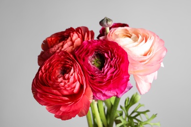 Photo of Beautiful fresh ranunculus flowers on light grey background