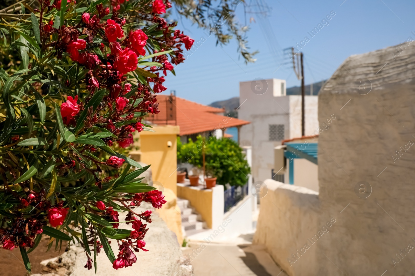 Photo of Closeup view of tree with beautiful flowers on city street. Space for text