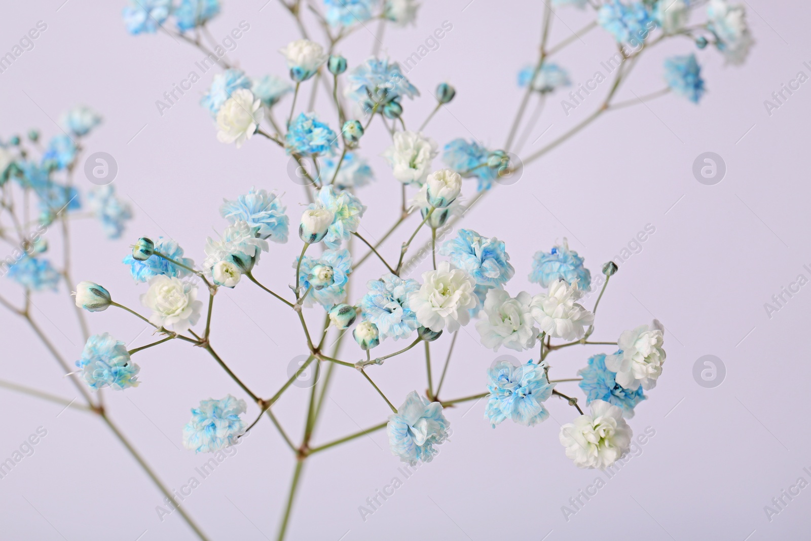 Photo of Beautiful colorful gypsophila flowers on white background