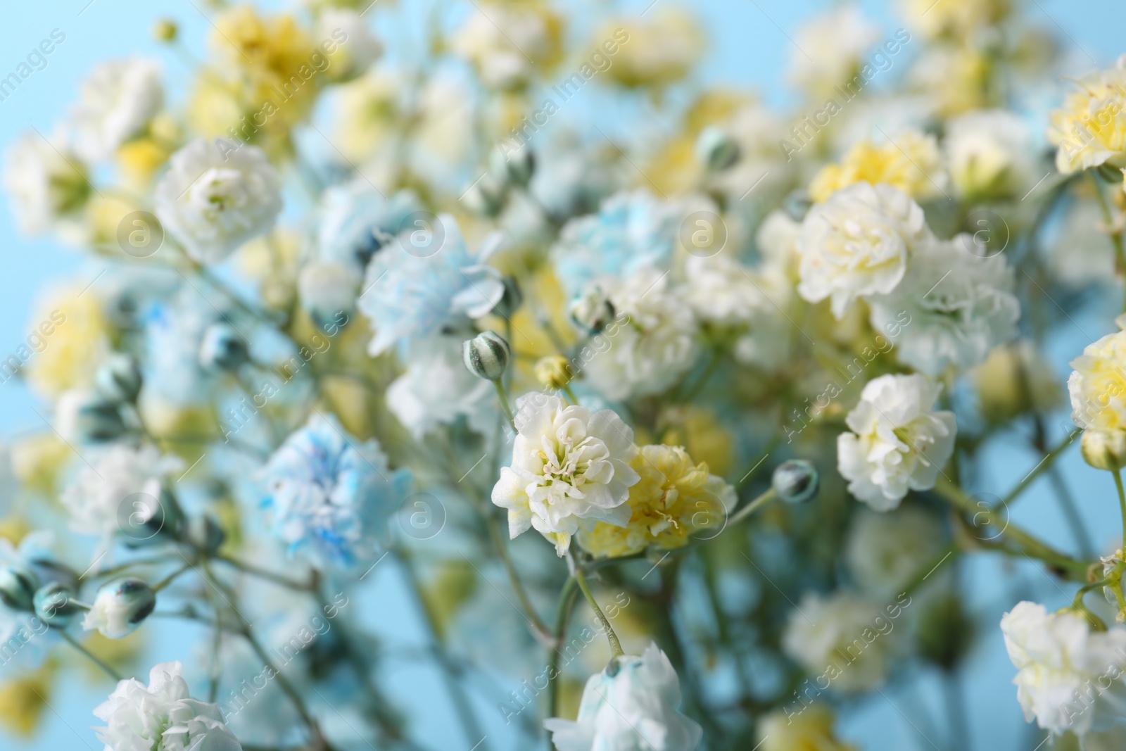 Photo of Beautiful dyed gypsophila flowers on light blue background, closeup