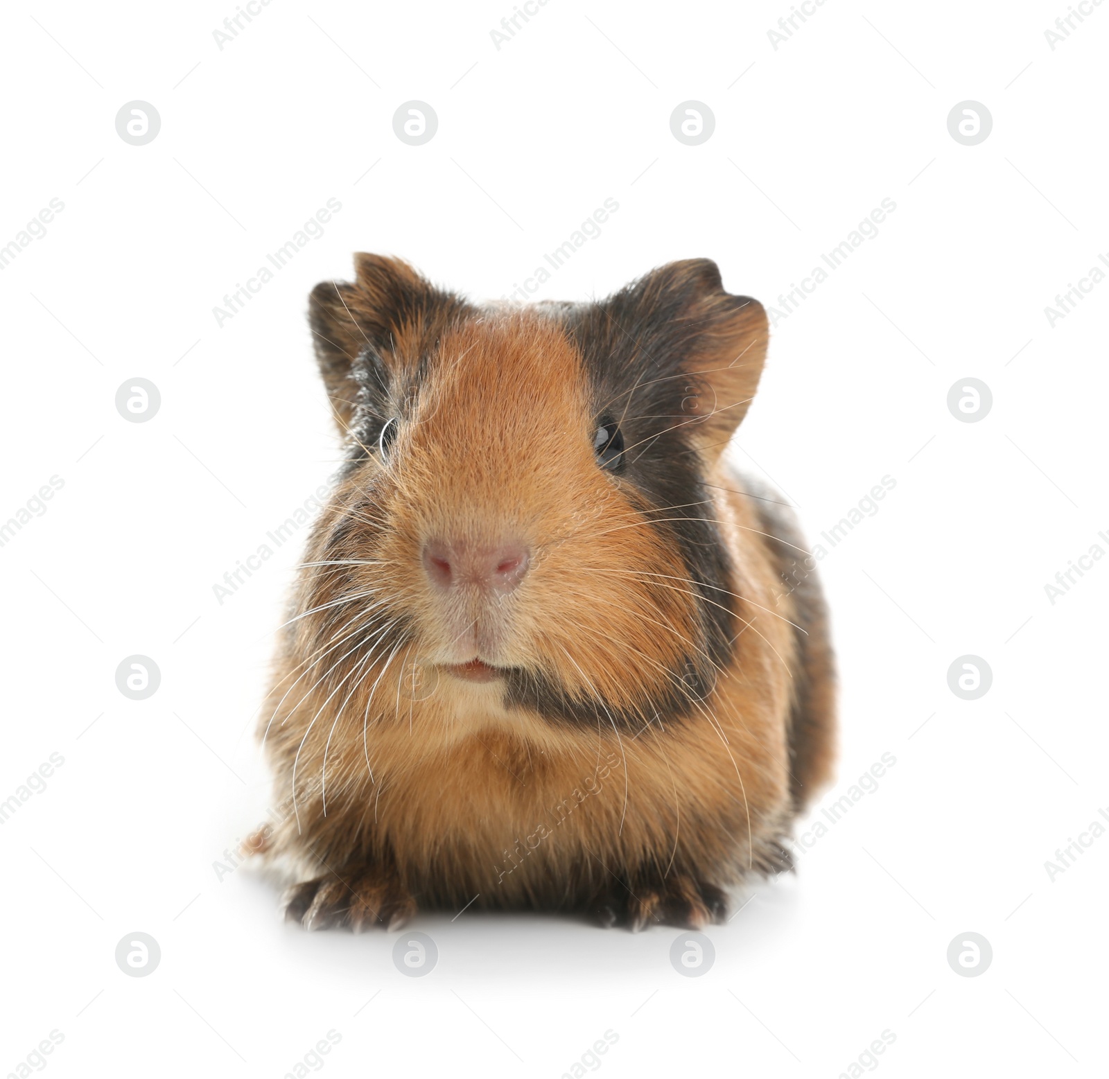 Photo of Cute funny guinea pig on white background