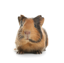 Photo of Cute funny guinea pig on white background