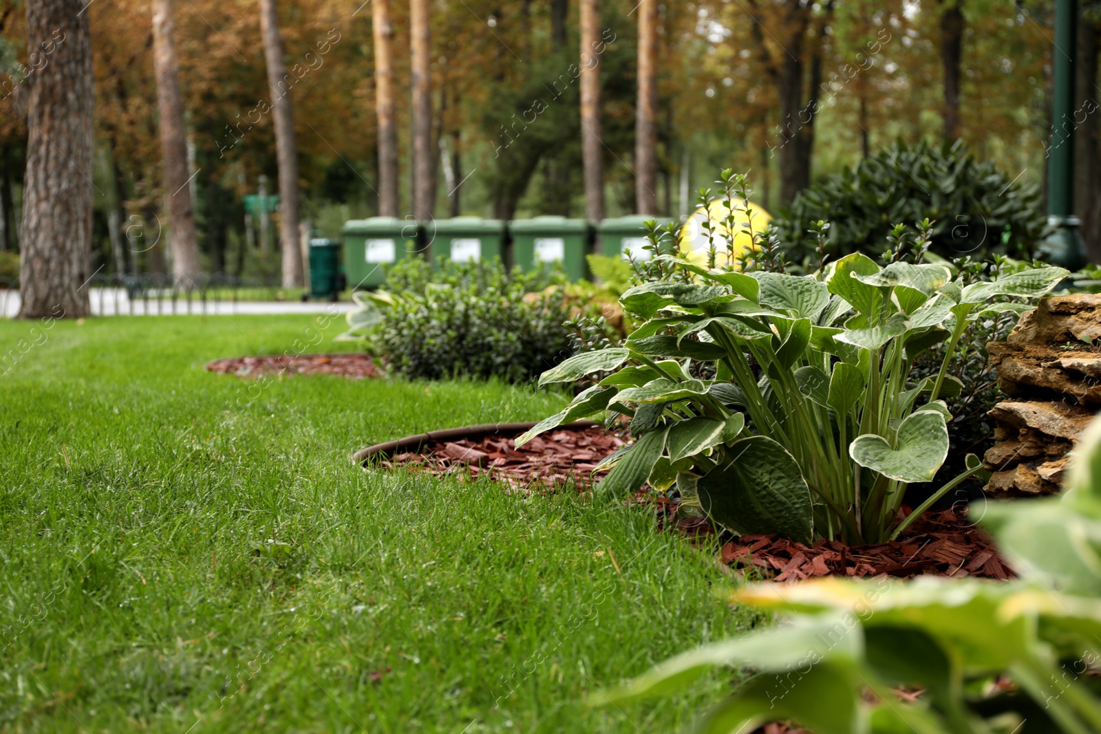 Photo of Beautiful plants growing in park on autumn day