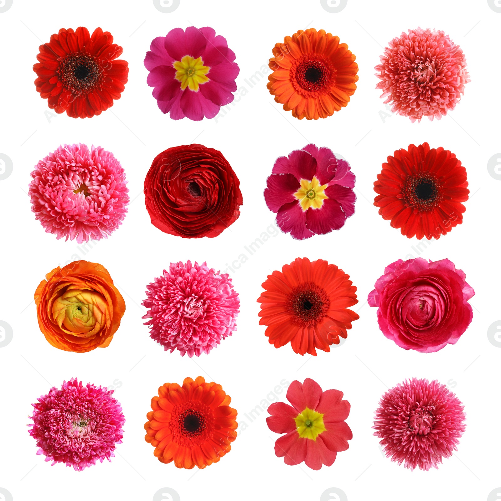 Image of Set with different beautiful flowers on white background