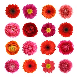 Image of Set with different beautiful flowers on white background